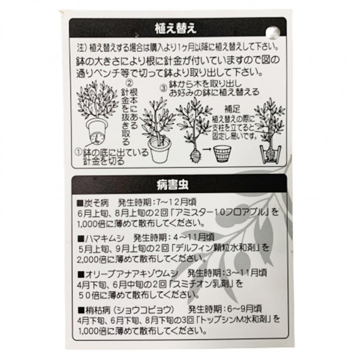 Olive Tree 橄榄 オリーブ (JAPAN)