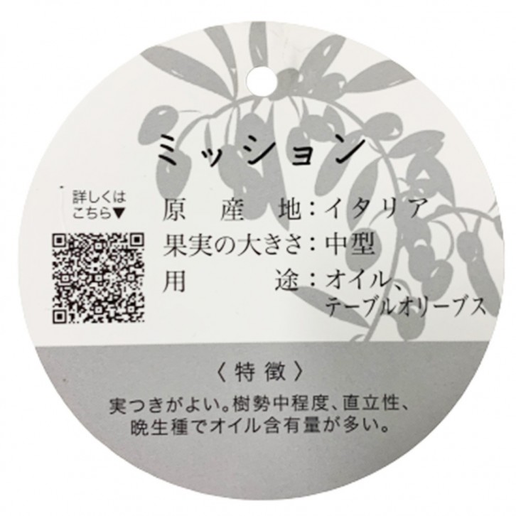 Olive Tree 橄榄 オリーブ (JAPAN)
