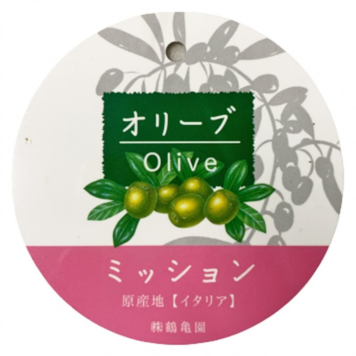 Olive Tree 橄榄 オリーブ (JAPAN)