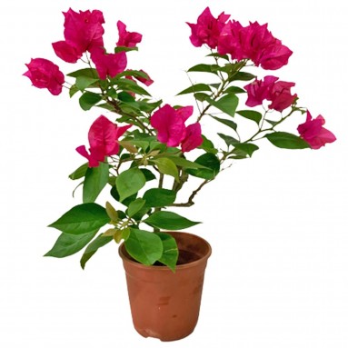 Mini Bougainvillea Glabra 小型叶子花 (Paper Flower)