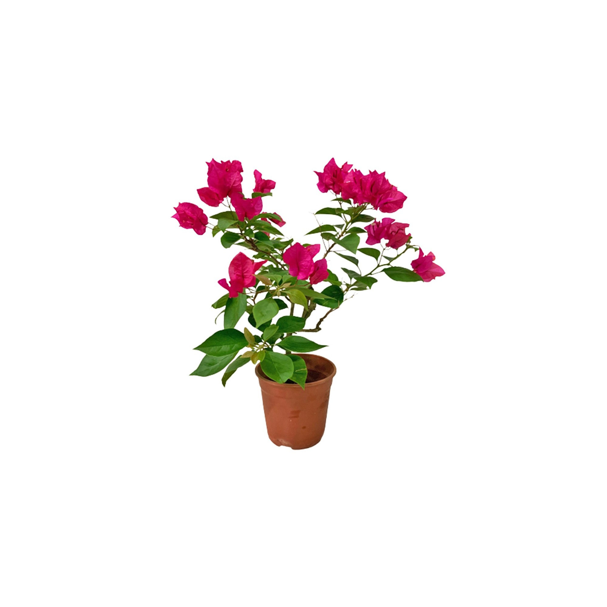 Mini Bougainvillea Glabra 小型叶子花 (Paper Flower)