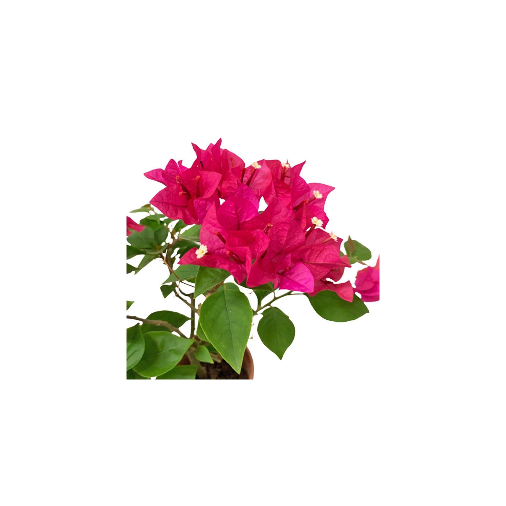 Mini Bougainvillea Glabra 小型叶子花 (Paper Flower)