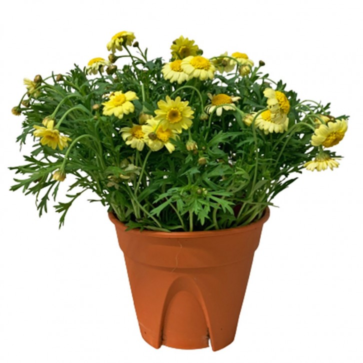 Paris Daisy (Argyranthemum Frutescens)