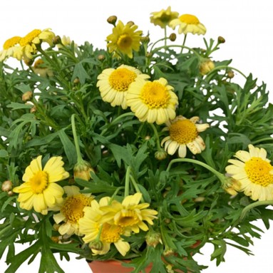 Paris Daisy (Argyranthemum Frutescens)