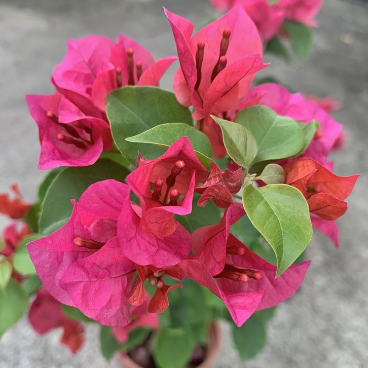 Mini Bougainvillea Glabra 小型叶子花 (Paper Flower)