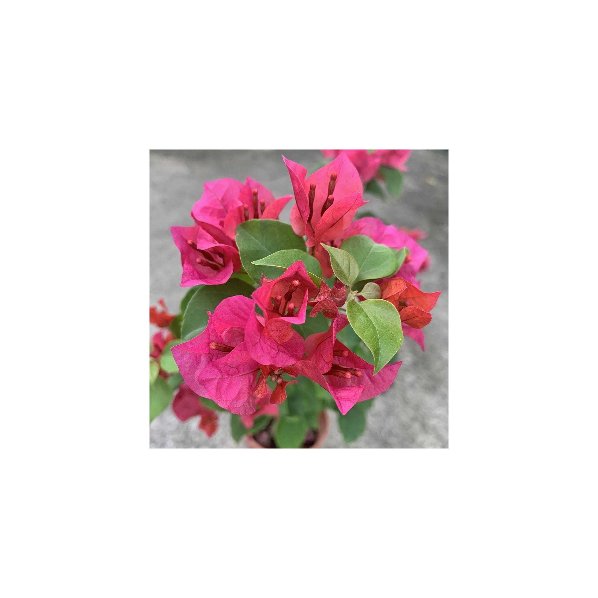 Mini Bougainvillea Glabra 小型叶子花 (Paper Flower)