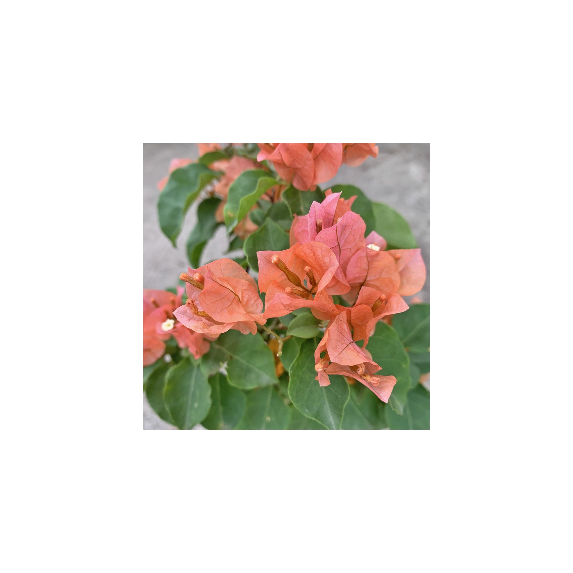 Mini Bougainvillea Glabra 小型叶子花 (Paper Flower)