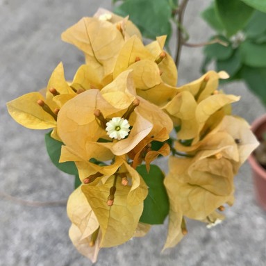 Mini Bougainvillea Glabra 小型叶子花 (Paper Flower)