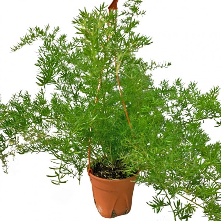 Sprenger Asparagus Fern (Asparagus Aethiopicus)