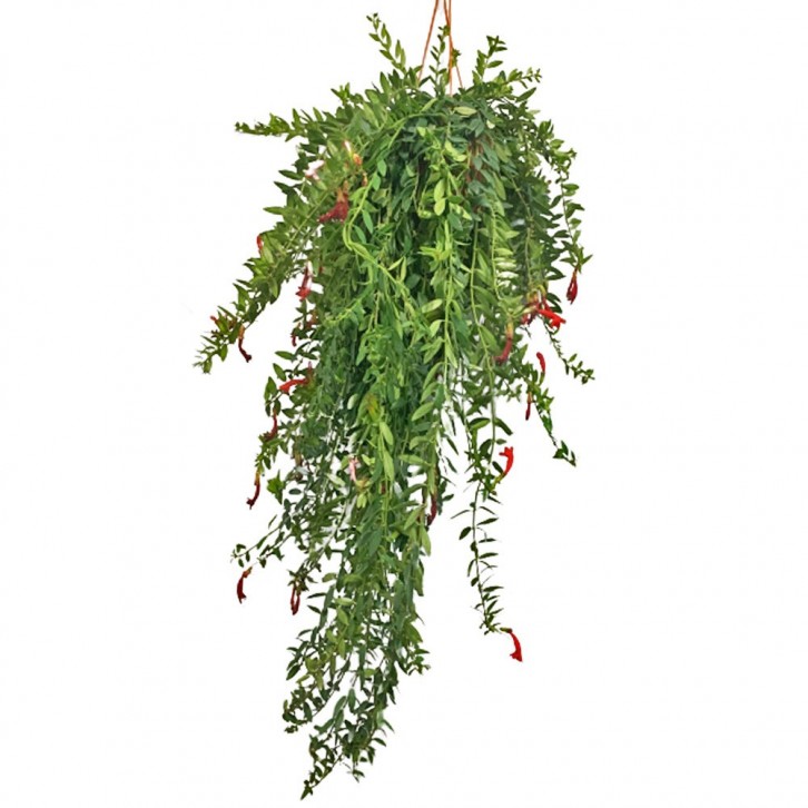 Lipstick Plant (Aeschynanthus Radicans)
