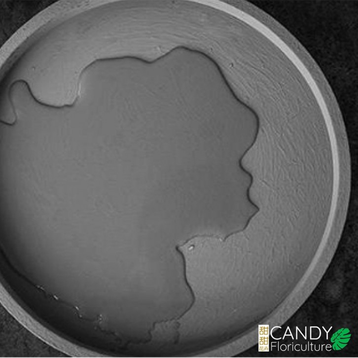 Flower Pot Caddy 钢化圓轮托盤 (HuaBoShi 花博士) Saucer with wheels