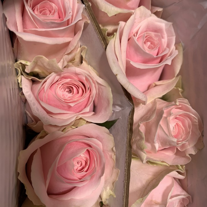 FreshCut Rose