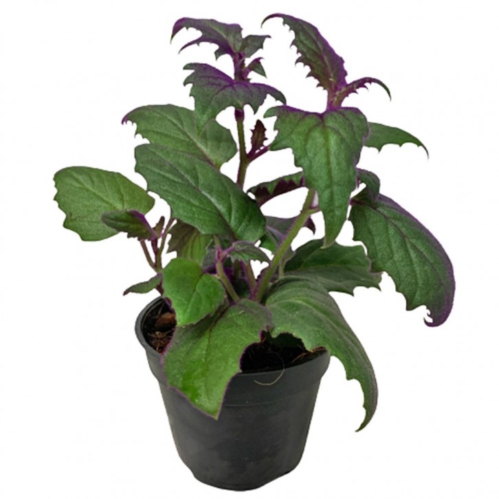 Gynura Aurantiaca (Velvet Plant)