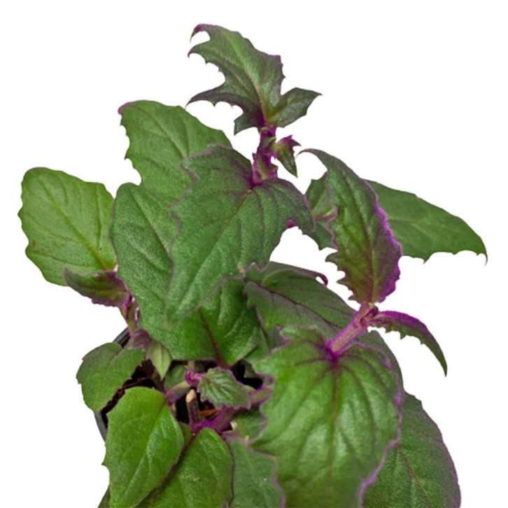 Gynura Aurantiaca (Velvet Plant)