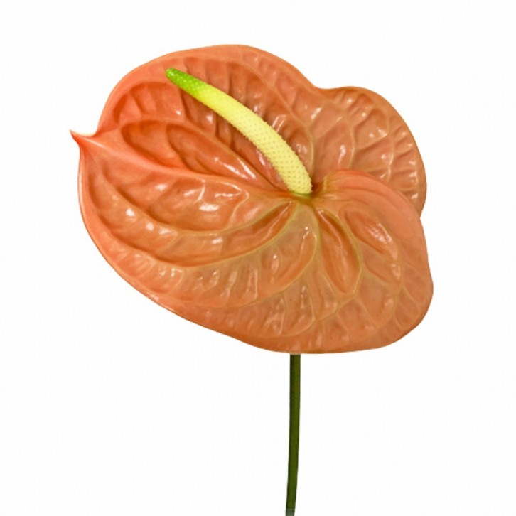 FreshCut Anthurium