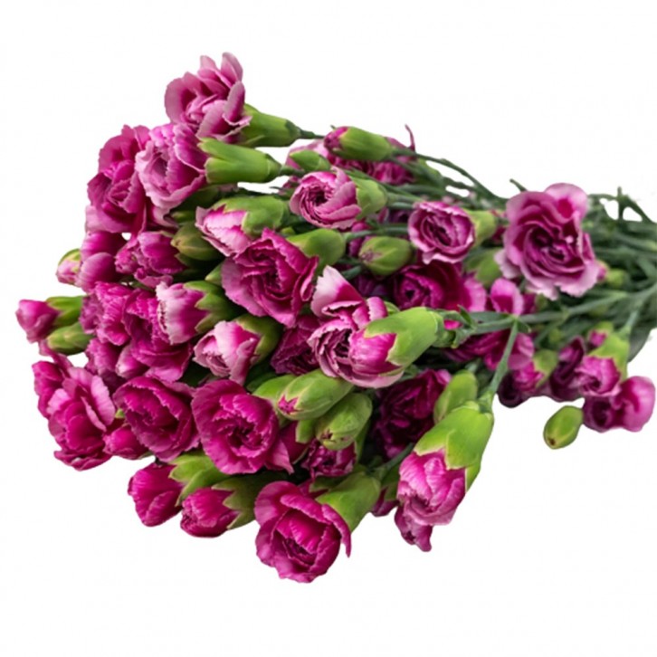 FreshCut Carnation Spray