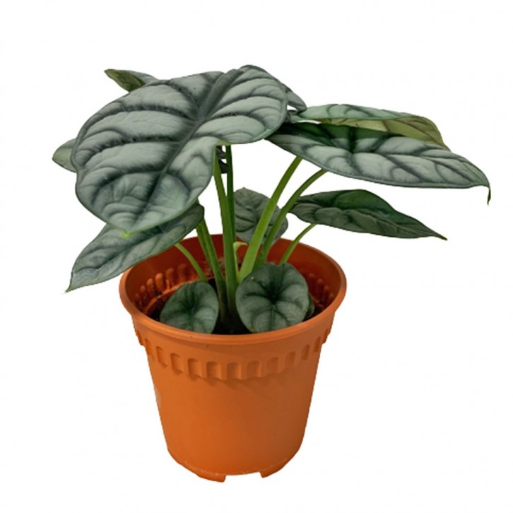 Alocasia Silver Dragon