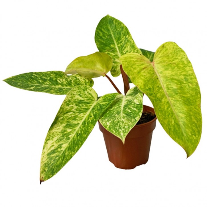 Philodendron Painted Lady