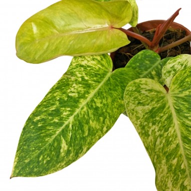 Philodendron Painted Lady