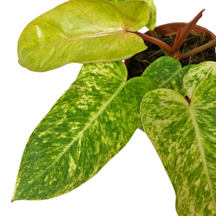 Philodendron Painted Lady