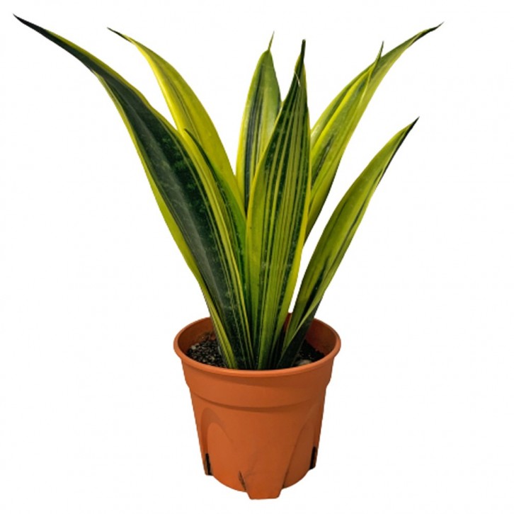 Sansevieria Trifasciata (Gold Flame)