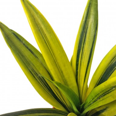 Sansevieria Trifasciata (Gold Flame)