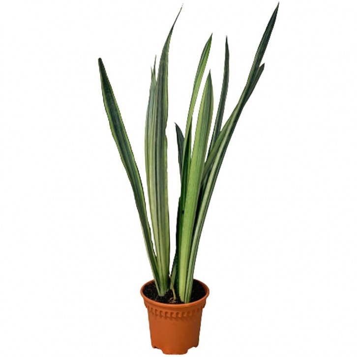 Sansevieria 'Bantel's Sensation'