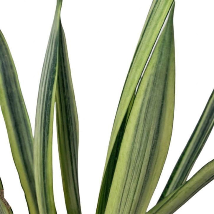 Sansevieria 'Bantel's Sensation'