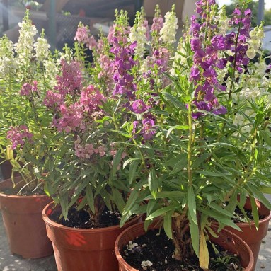 Angelonia Angustifolia (Summer Snapdragon)