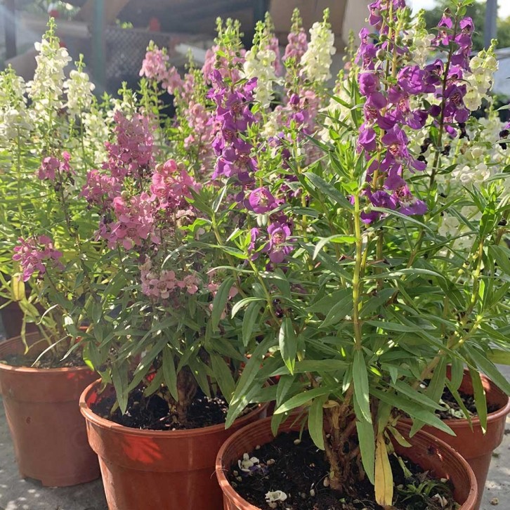 Angelonia Angustifolia (Summer Snapdragon)