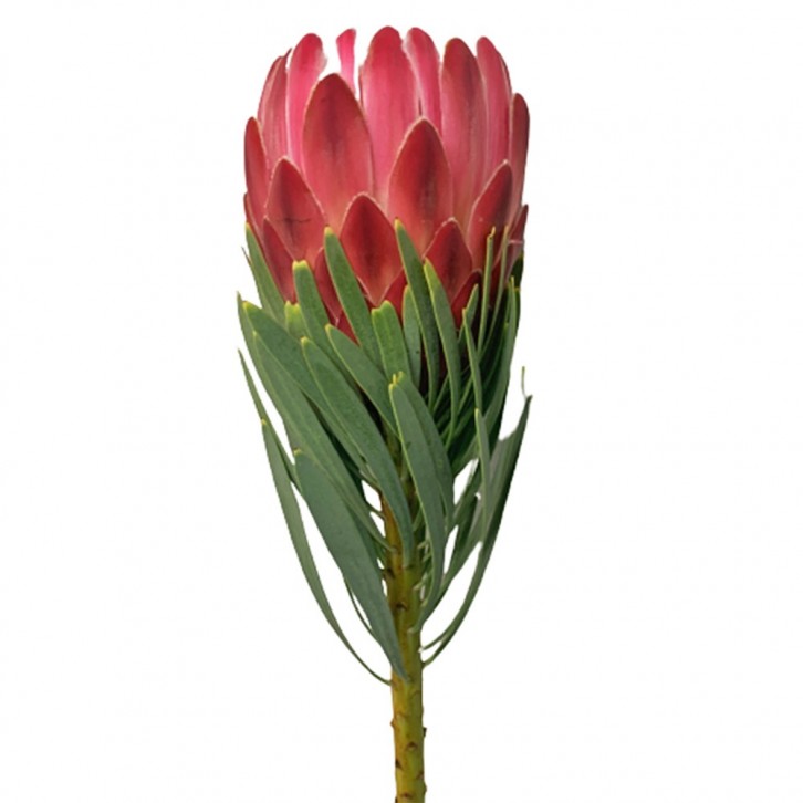 FreshCut Protea