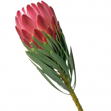 FreshCut Protea 'Venus'