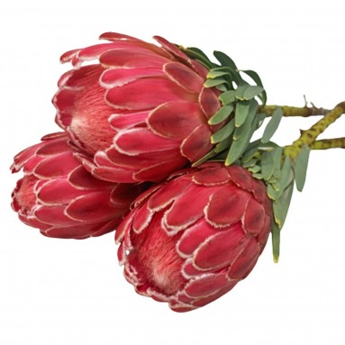 FreshCut Protea 'Venus'