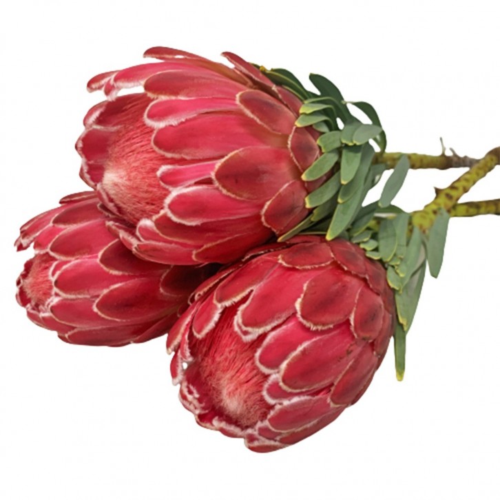 FreshCut Protea