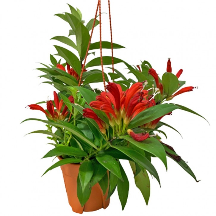 Lipstick Plant (Aeschynanthus Radicans)