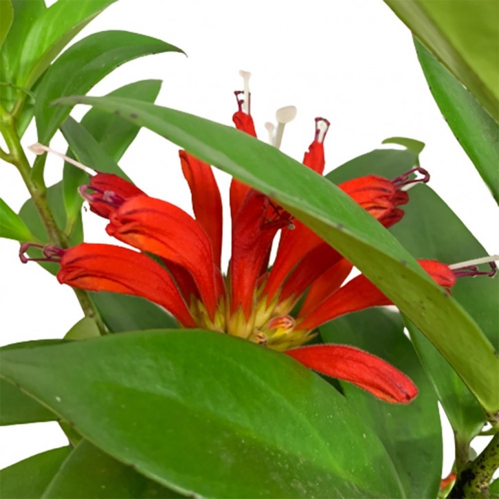 Lipstick Plant (Aeschynanthus Radicans)