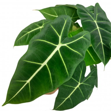 Alocasia Green Velvet 'Frydek' (Alocasia Micholitziana)