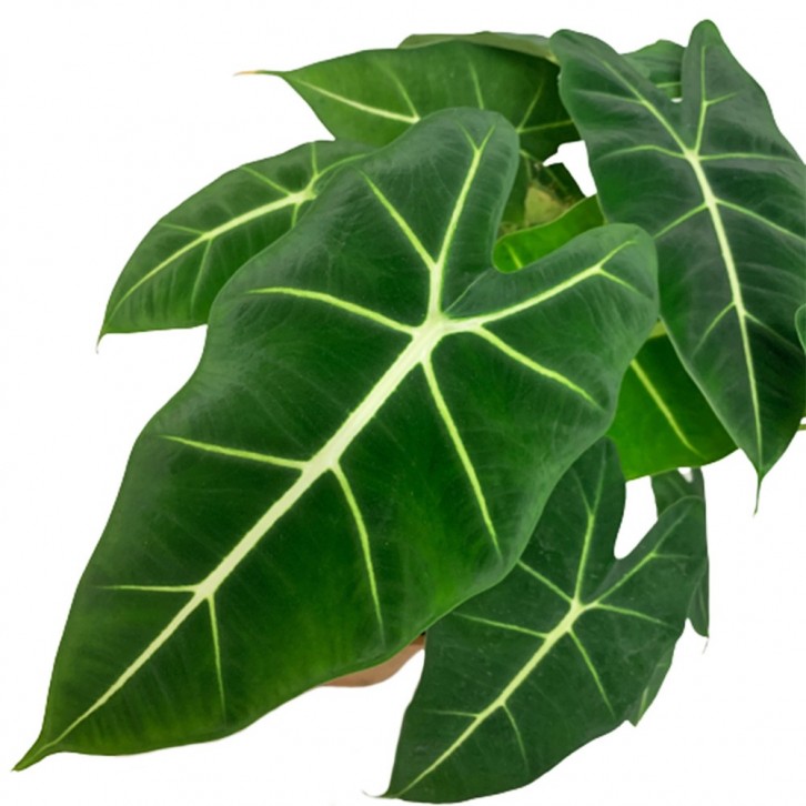 Alocasia Green Velvet 'Frydek' (Alocasia Micholitziana)