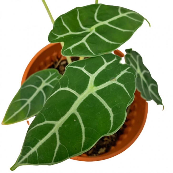 Alocasia Watsoniana 'Ripple'