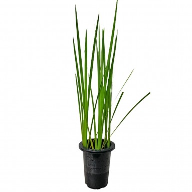 Iris Pseudacorus (Aquatic Plant)