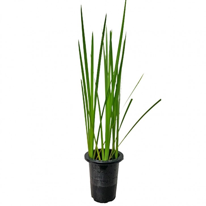 Iris Pseudacorus (Aquatic Plant)