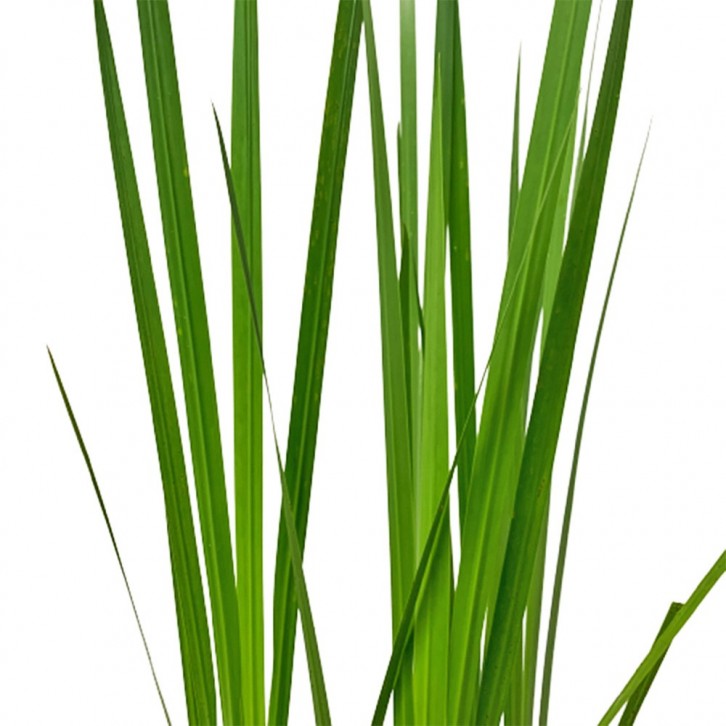 Iris Pseudacorus (Aquatic Plant)