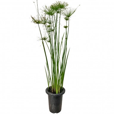 Cyperus Papyrus (Paper Reed)