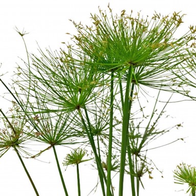 Cyperus Papyrus (Paper Reed)