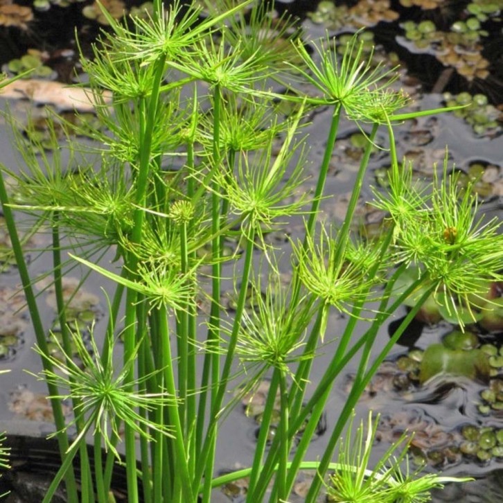 Cyperus Papyrus (Paper Reed)
