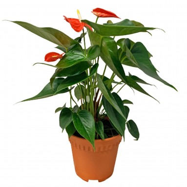 Anthurium Andraeanum 火鹤花 ORANGE (Flamingo Flower)