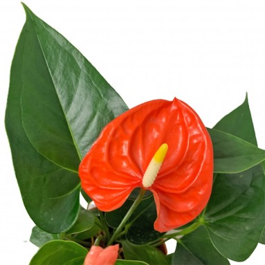 Anthurium Andraeanum 火鹤花 ORANGE (Flamingo Flower)