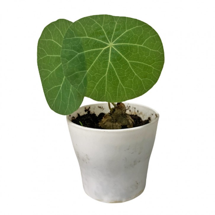 Stephania Cephalantha 金钱吊乌龟