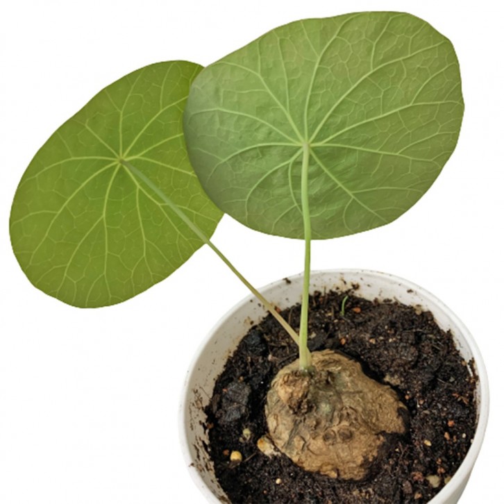 Stephania Cephalantha 金钱吊乌龟