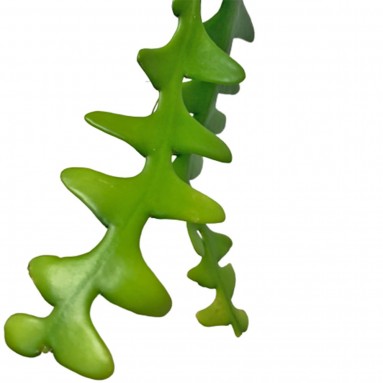 Fishbone Cactus (Disocactus Anguliger)